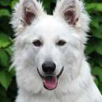 White dog